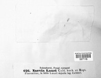 Hysterostegiella lauri image